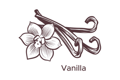 Hand drawn vanilla illustration. Sketch cooking ingredient for labels