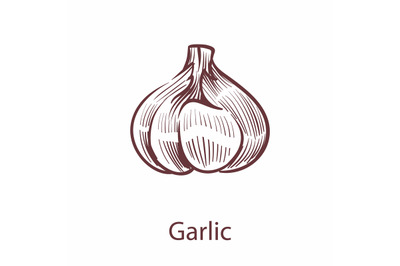 Garlic hand drawn icon. Vegetable in old ink style for brochures, bann