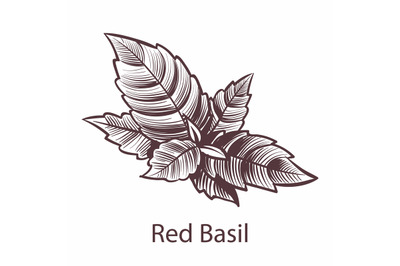 Red Basil icon. Detailed organic product sketch, botanical hand drawn