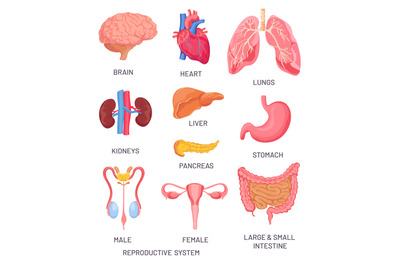 Human organs. Cartoon brain, pancreas and intestine. Male and female r