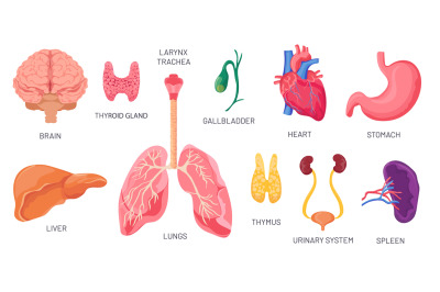 Internal organs. Human anatomical body parts, brain, stomach, kidney a