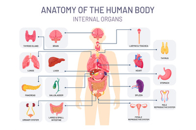 Human organs system. Medical body anatomy&2C; man internal physiology par