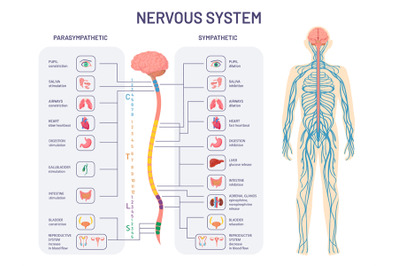 Human nervous system. Sympathetic and parasympathetic nerves anatomy a