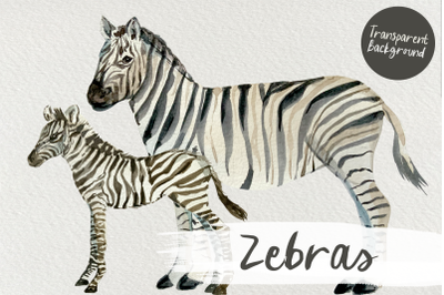 Watercolor Zebras Clip Art