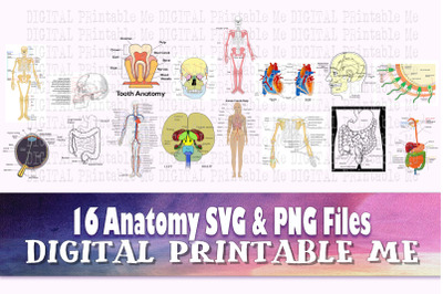 Anatomy SVG PNG 16 Images, Clip Art Pack, Graphic, Teaching Download,