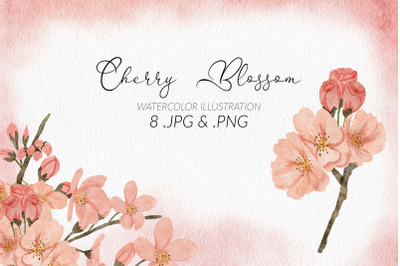 Watercolor Cherry Blossom Flower Illustration