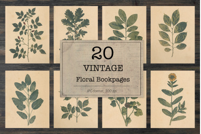 Vintage herbarium, floral images