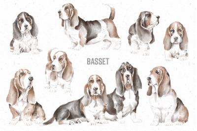 Basset Hound dogs and puppies