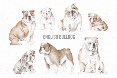 English Bulldog dogs and puppies
