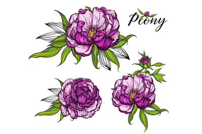 Bright peony flowers. Vector illustration. Floral romantic composition