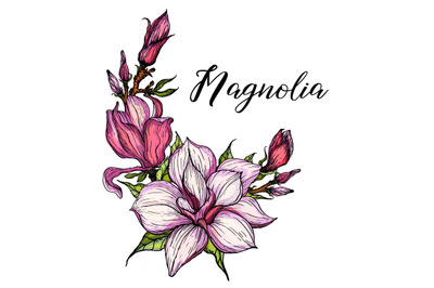 Bright flowers of pink magnolia. Vector illustration. Floral romantic