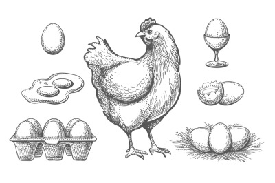 Hen and eggs sketch