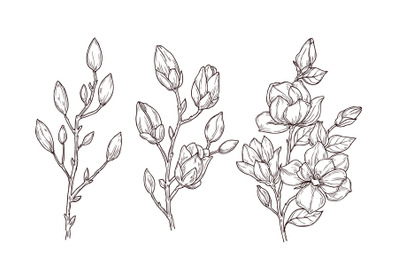 Magnolia sketch. Art floral blossom branch and flowers bunch. Drawing