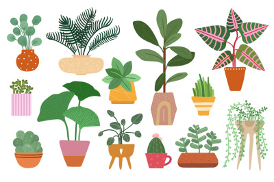 Home plants. Isolated plant in pot, planting ficus, yucca and fern. Tr