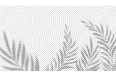 Shadow palm leaves. Overlay plant effect on transparent background. Su