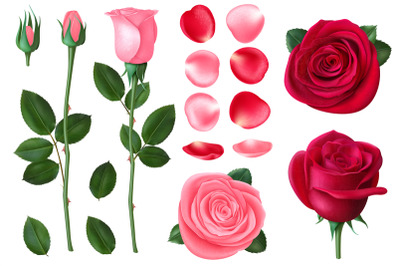 Pink and red rose. Sweet romantic flowers, spring and summer bouquet w