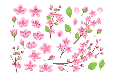 Sakura blossom. Asia cherry, peach flowers. Isolated almond garden or