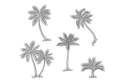 Palm trees sketch. Isolated exotic rainforest, coconut tree. Coast or