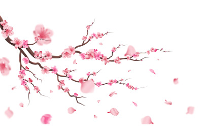 Sakura blossom branch. Falling petals, flowers. Isolated flying realis