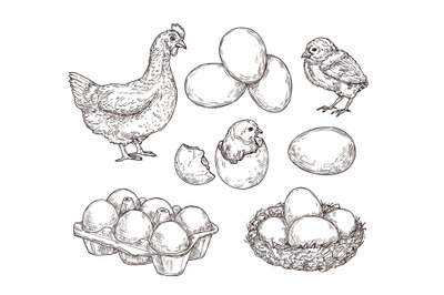 Chicken sketch. Healthy natural farm eggs. Vintage hand drawn hen bird