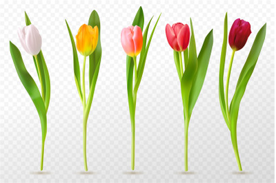 Colorful tulips. Beautiful tulip buds, spring flowers design for greet