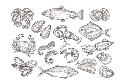 Seafood sketch. Vintage fish, drawing food. Delicious shrimp, shell sq