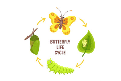 Butterfly life cycle. Insect emergence&2C; transformation or metamorphosi