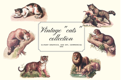 Vintage antique cats clip art graphics