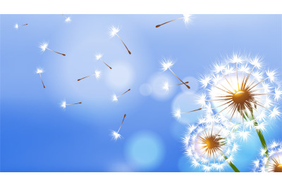 Realistic dandelion. White fluffy flower&2C; flying seeds on blue sky. Sp