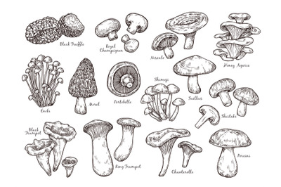 Forest mushrooms sketch. Vintage plants, engraving mushroom. Isolated