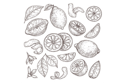 Lemon sketch. Hand drawn oranges lime, pencil drawing citrus flowers,