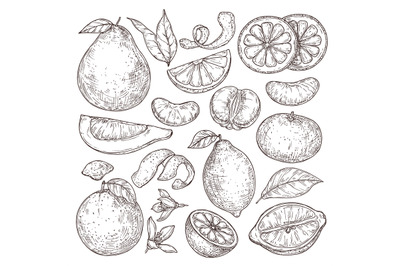Citrus fruits sketch. Hand drawn orange mandarin pomelo, isolated trop