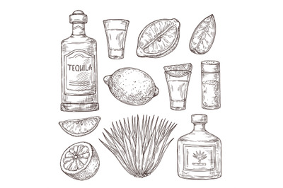 Agave tequila sketch. Vintage glass shot, bar ingredients and plant. I