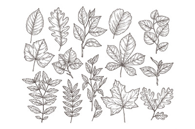 Hand drawn forest leaves. Autumn leaf sketch, drawing nature elements.