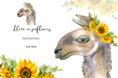 Watercolor portrait of Lama with sunflowers Clipart