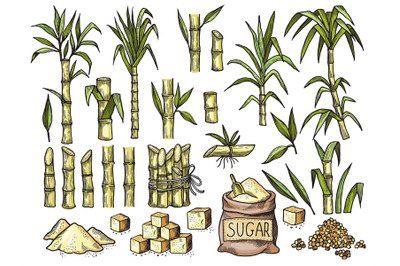 Sugar cane. Beverage engraving food agriculture sugar production vecto