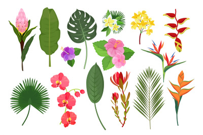 Decorative exotic flowers. Botanical leaf tropical plants bouquet for