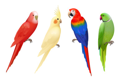 Parrots. Tropical colorful exotic birds macaws nature animals vector r