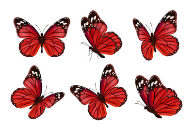 Butterflies. Realistic colored insects beautiful moth vector collectio