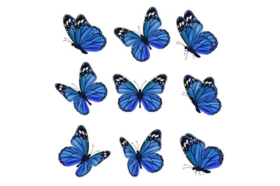 Colored butterflies. Flying beautiful insects wedding butterfly with d