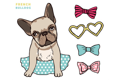 French bulldog. Cute puppy bulldog with accessorises. Dress up your do