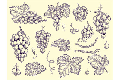 Grapes set. Vineyard collection wine grapes and leaves vector engravin