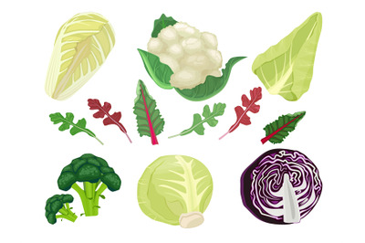 Cabbages cartoon. Green vegetarian natural food plant salad harvest ea