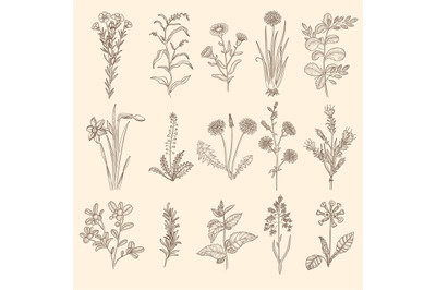 Medical herbs sketch. Botanical floral therapy natural plants with lea