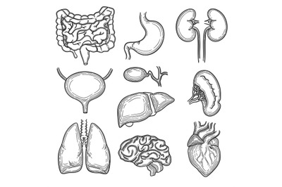 Human organs sketch. Brain kidney heart stomach anatomy body parts vec