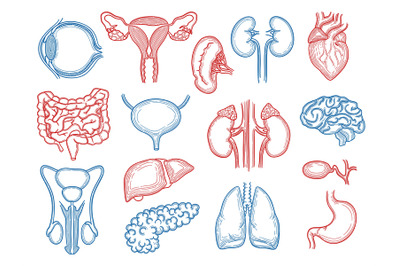 Organs sketch. Human body parts medical anatomy set liver hearts kidne