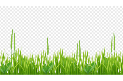 Green grass border. Realistic field or meadow isolated on transparent