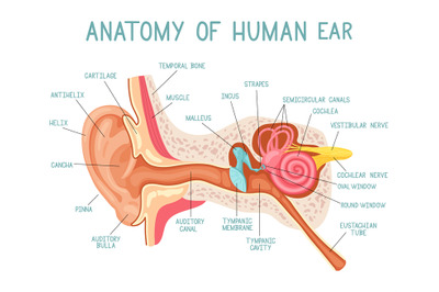 Cartoon ear anatomy. Human sound sensory organ medicine infographic, e