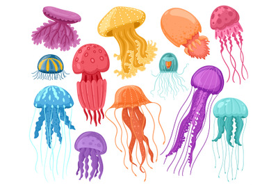 Cartoon ocean jellyfish. Marine underwater jellyfish, ocean sea transp