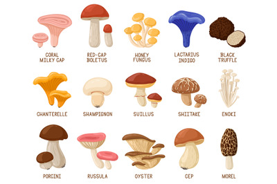 Cartoon edible mushrooms. Autumn woods edible mushrooms, morel, cep, o